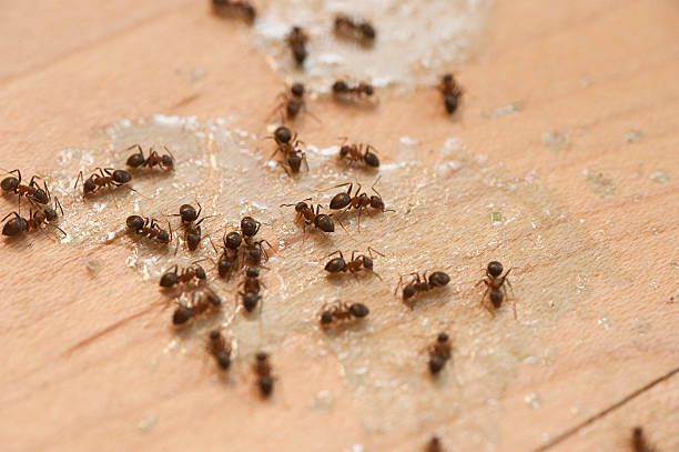 Best Flea Control Services  in Gun Barrel City, TX